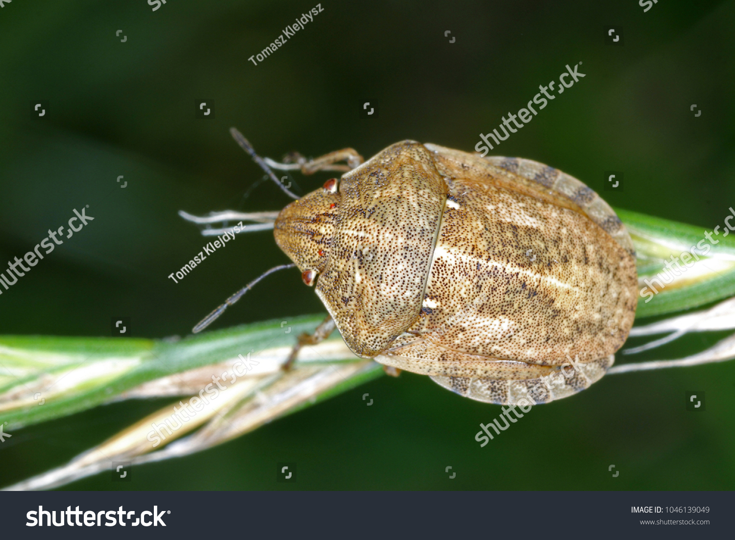 Eurygaster maura is a species of true bugs or shield-backed bugs belonging to the family Scutelleridae. It is a common pest of cereals. #1046139049