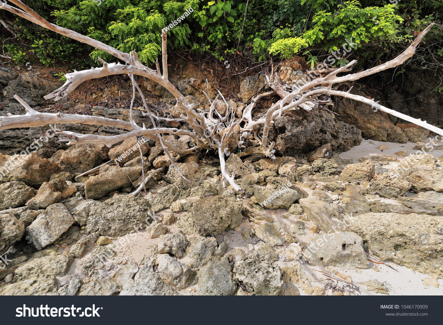 Bunch of dead dry tree branches among coralline rocks left aside on the sand in the shade of the luxuriant coastal vegetation. Punta Ballo beach-Sipalay-Negros Occidental-Western Visayas-Philippines. #1046170909