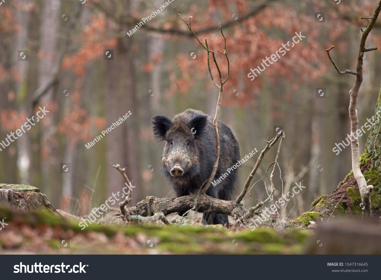 wild boar, sus scrofa, Czech republic #1047316645