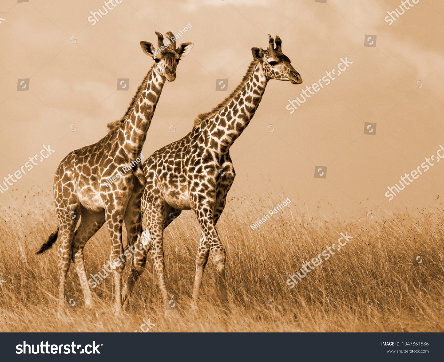 Giraffe Couple Walking #1047861586