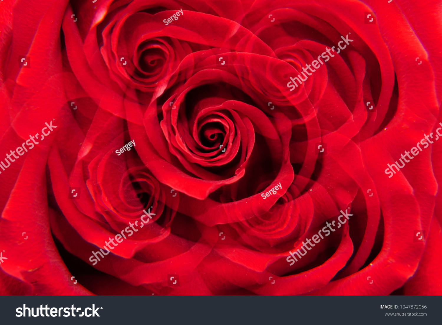 Macro of a Caucasian red rose "Niccolo Paganini" with twisted petals in five sectional reflection                                #1047872056