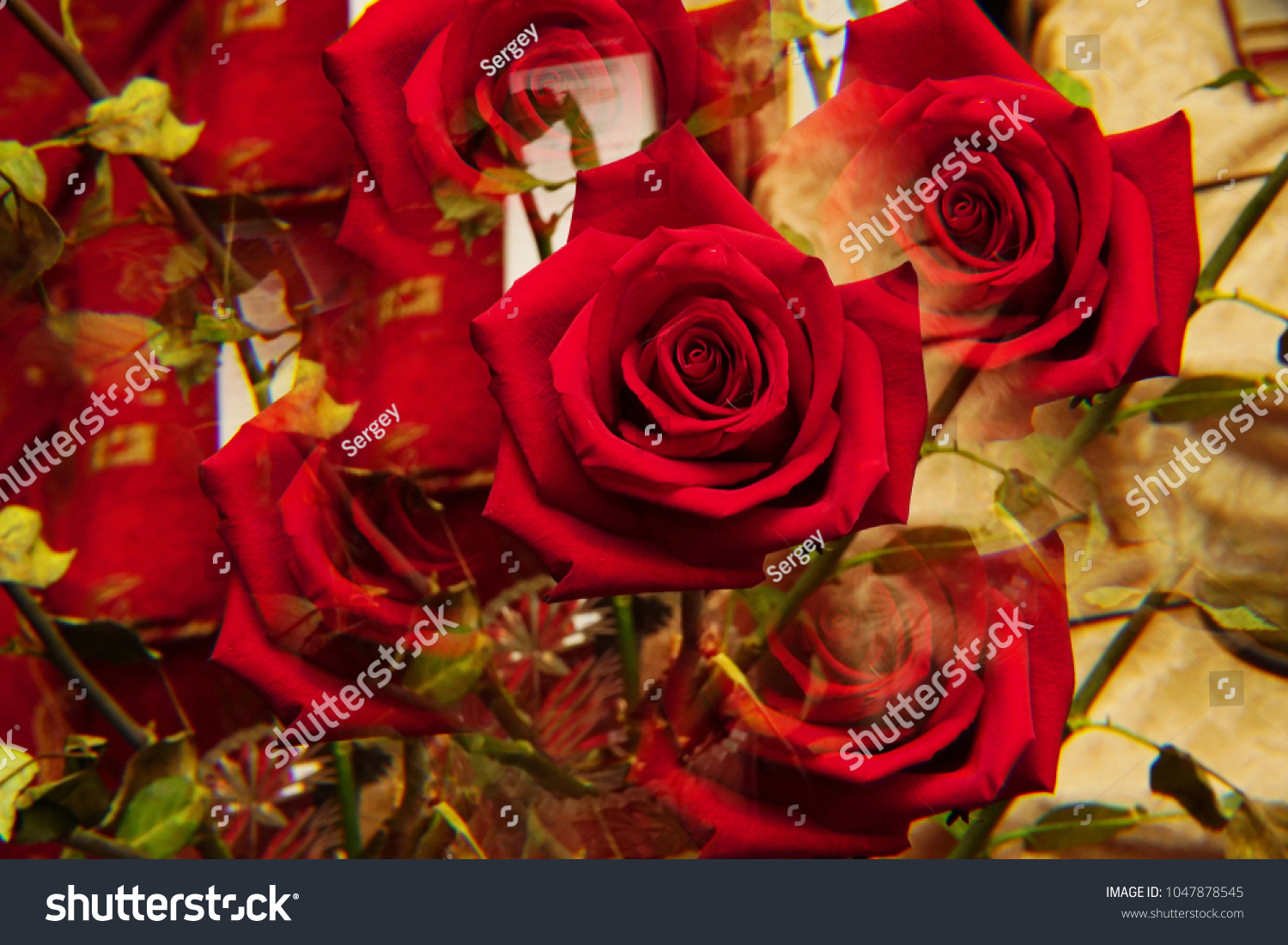 Close-up of the inflorescences of the red rose "Niccolo Paganini" with twisted petals in five sectional reflections standing in a crystal vase                                #1047878545
