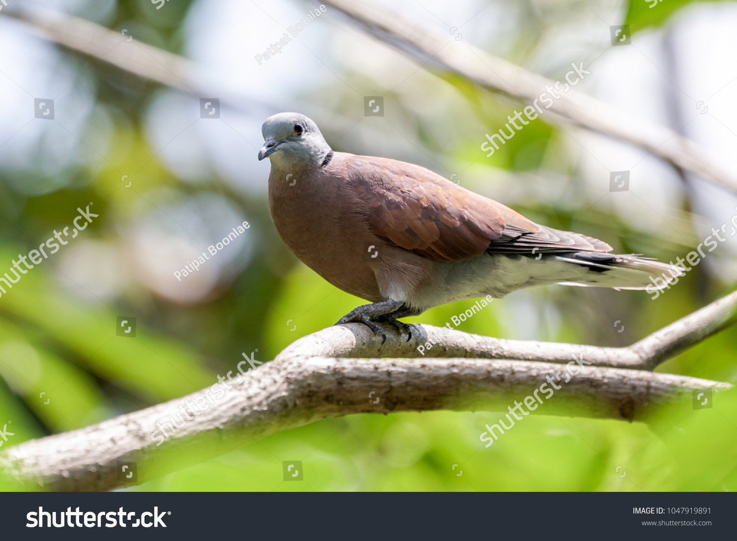 Red-collared dove standing on a tree branch #1047919891