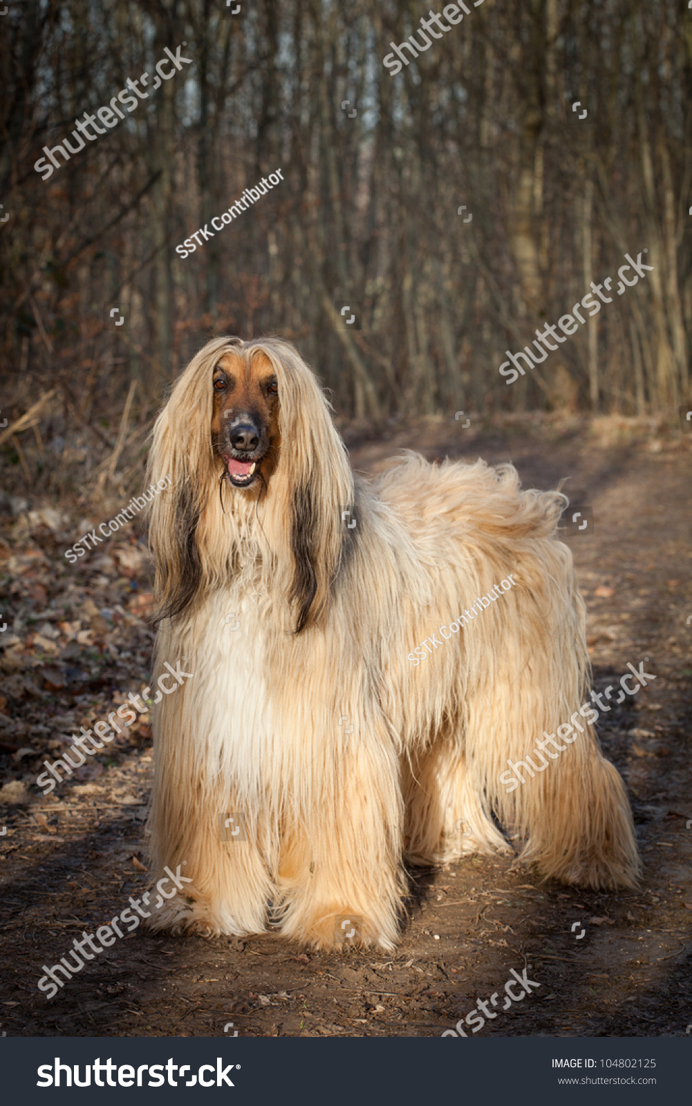 Afghan Hound standing outdoors #104802125