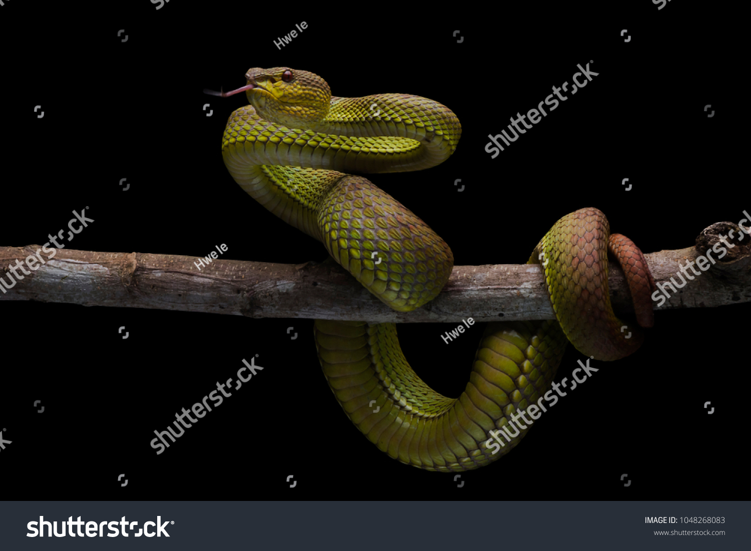 One of the high venom snake. This Snake is endemic reptile in java. It's very dangerous snake anda have deadly bite. #1048268083