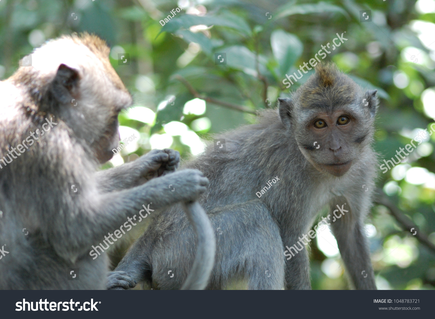 Crab-eating macaques at Sacred Monkey Forest Sanctuary, Ubud, Bali, Indonesia #1048783721