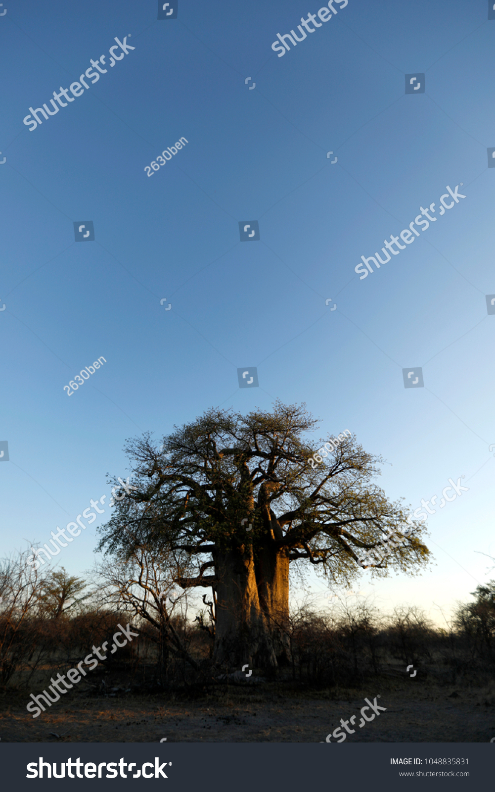Baobab at dusk #1048835831