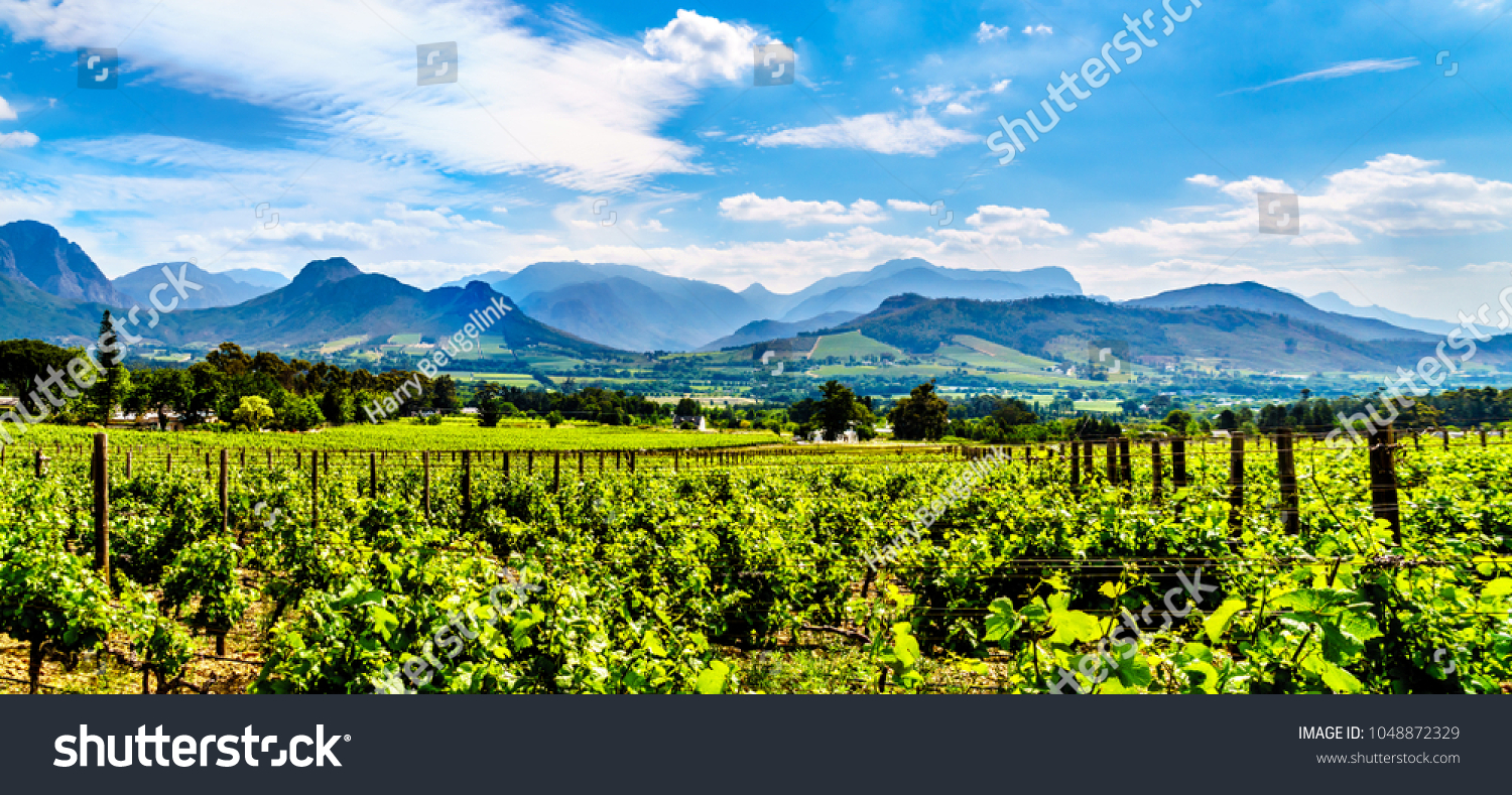 Vineyards of the Cape Winelands in the Franschhoek Valley in the Western Cape of South Africa, amidst the surrounding Drakenstein mountains #1048872329