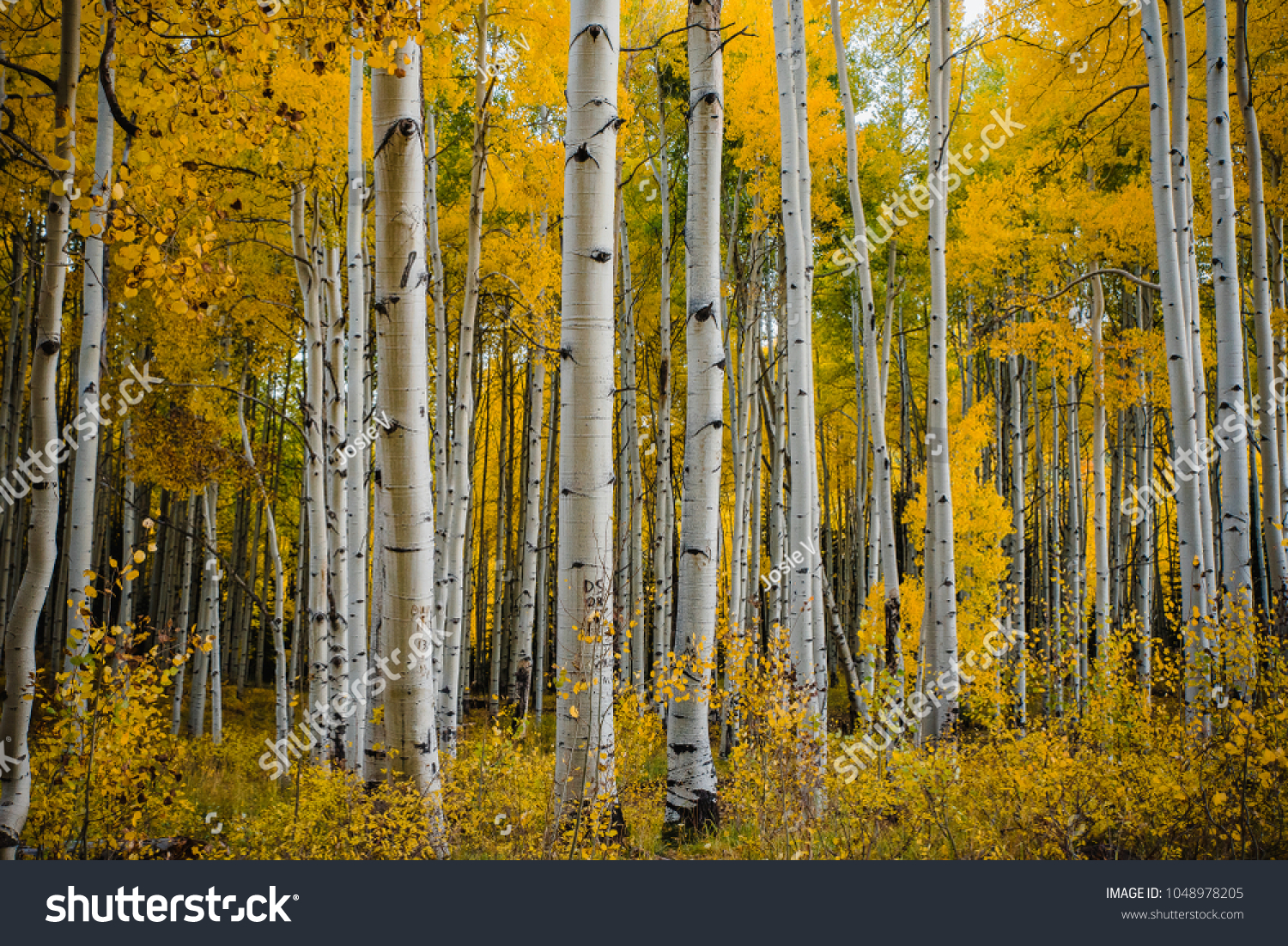 Fall foliage in Aspen Grove, Colorado, USA #1048978205
