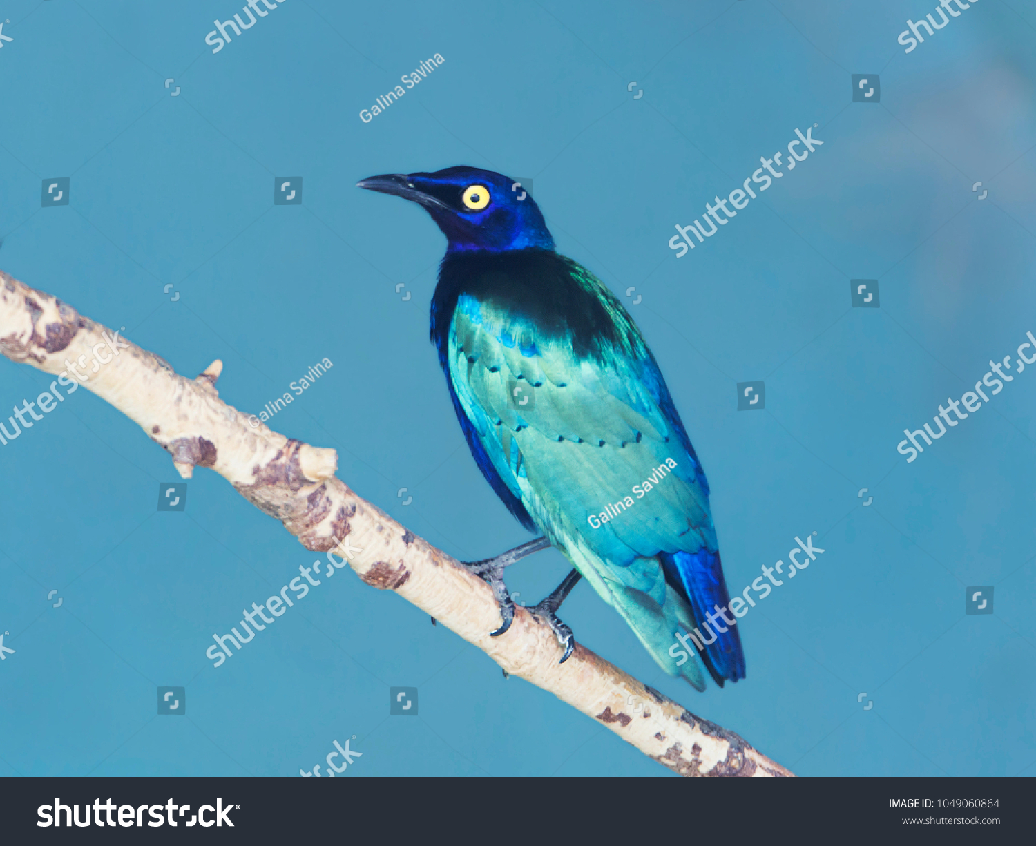 Purple glossy starling. Purple glossy starling is a native of Central Africa. #1049060864