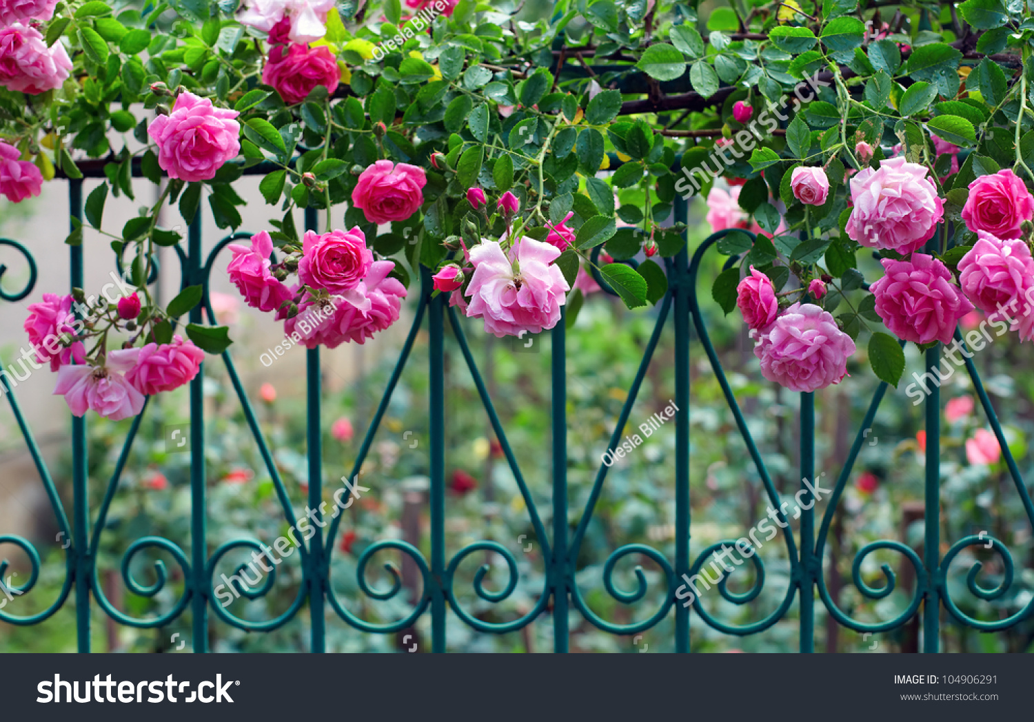 pink climbing rose with dew on blue forged fence in summer garden #104906291