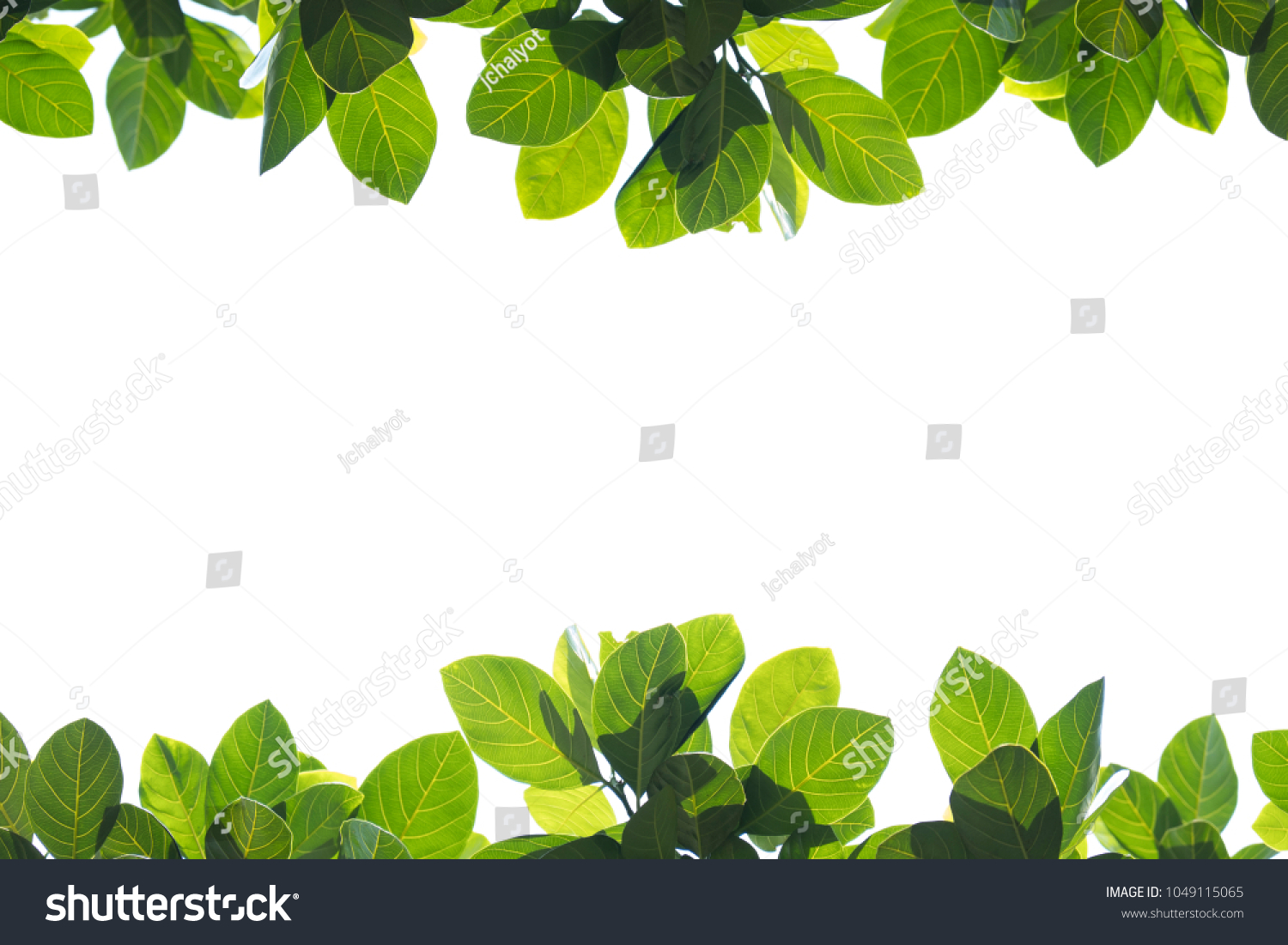 Fresh green leaves on white background with copy space. #1049115065