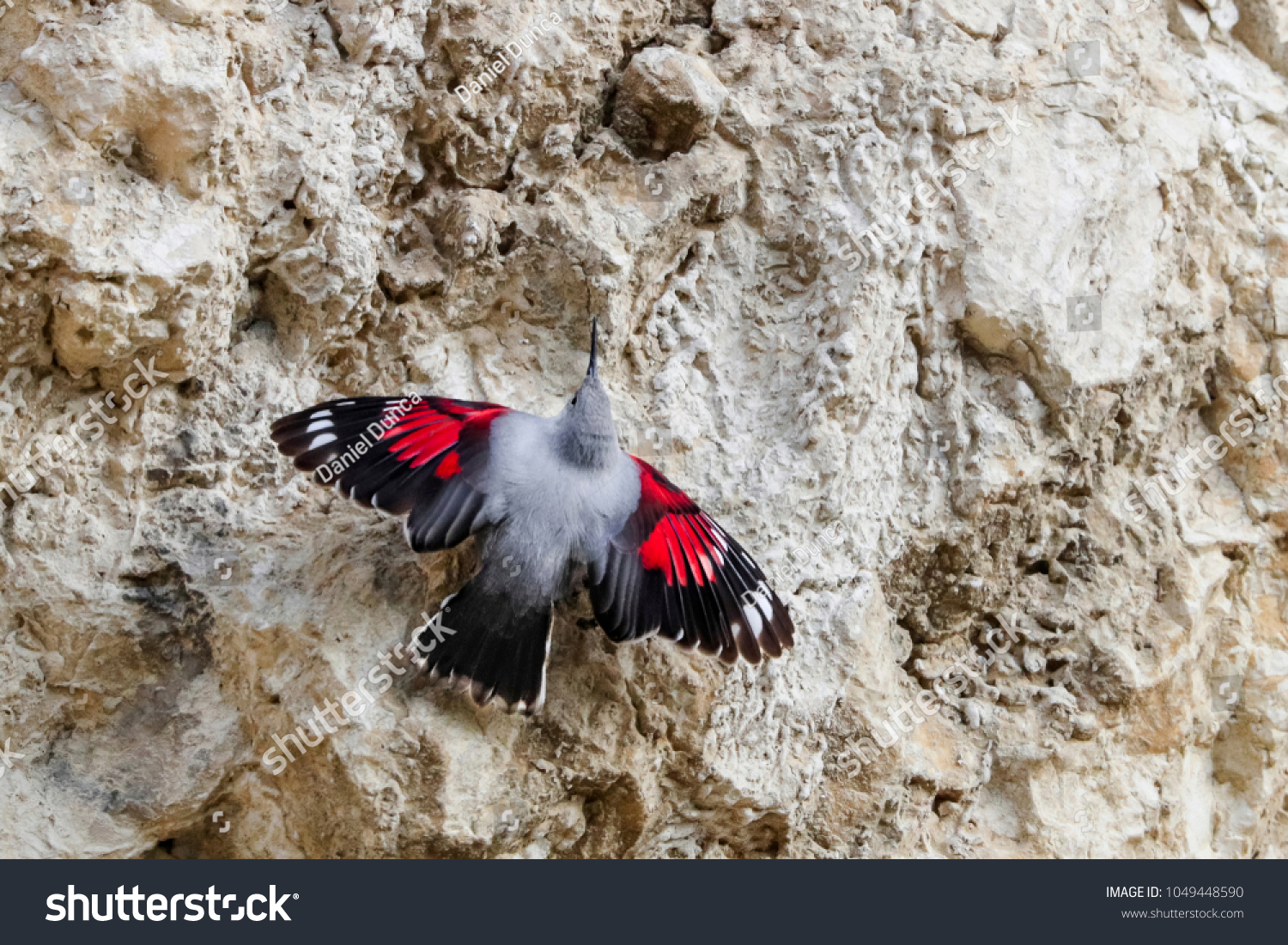 Mountain flying jewel, jumping on a rock looking for beetles and other bugs. Grey bird with red wings. Palava Hills, Czech Republic. Wallcreeper, Tichodroma muraria. #1049448590