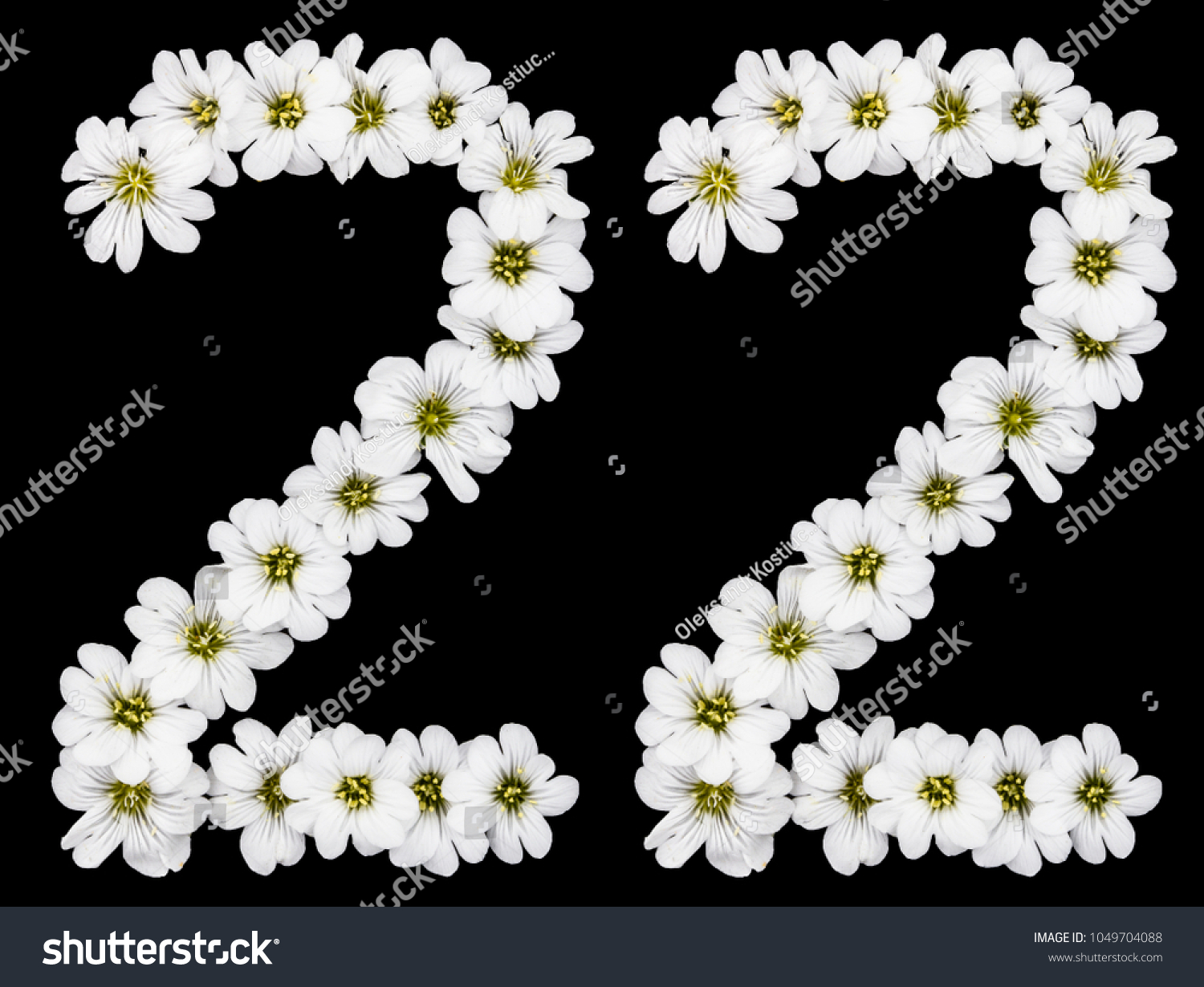 Arabic numeral 22, twenty two, twenty, two, from white flowers of Cerastium tomentosum, isolated on black background #1049704088