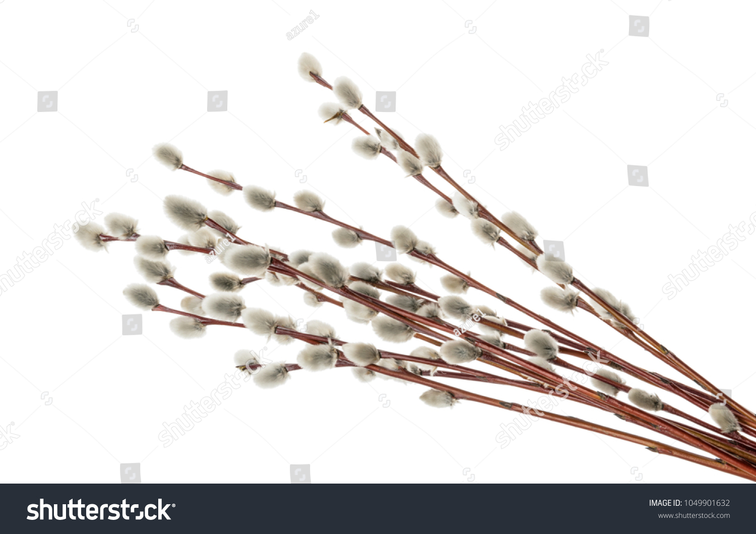 Willow twigs isolated on white. without shadow #1049901632