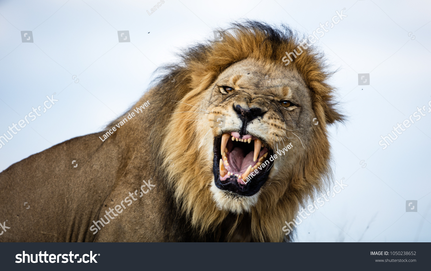 A lion snarls in our direction #1050238652