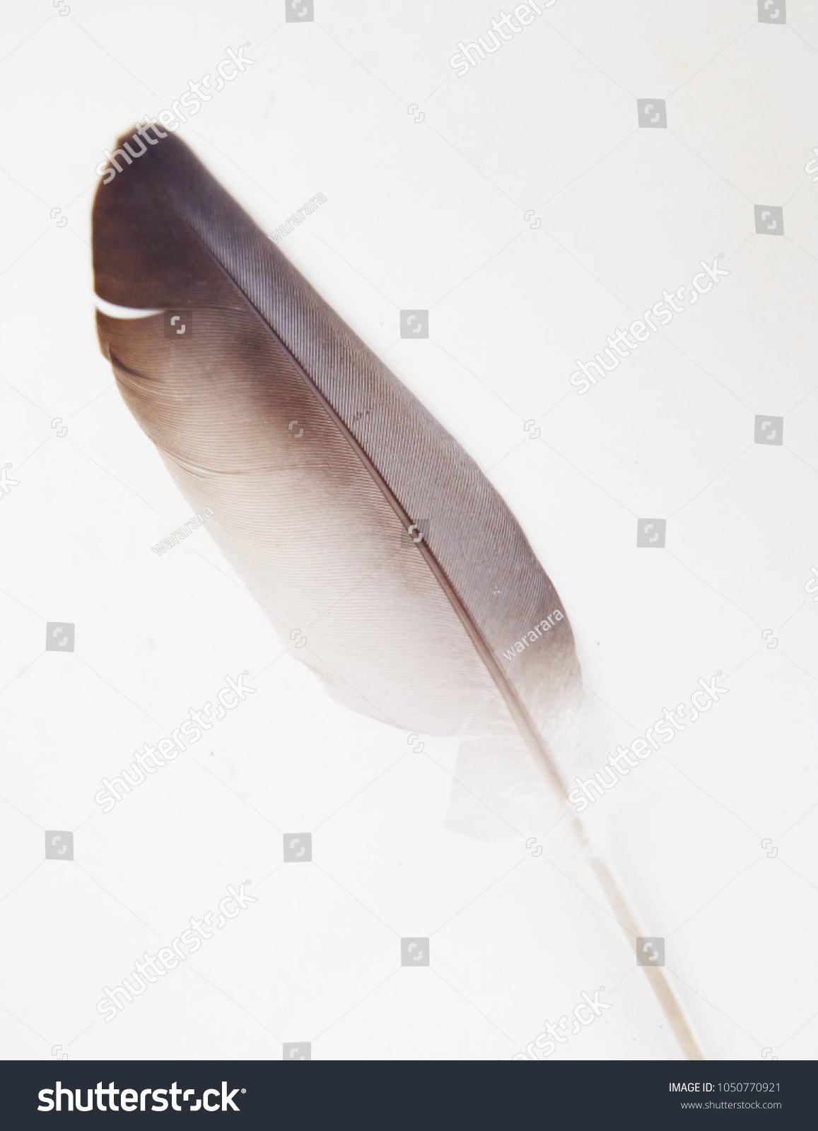 Gray feathers isolated on white background. #1050770921