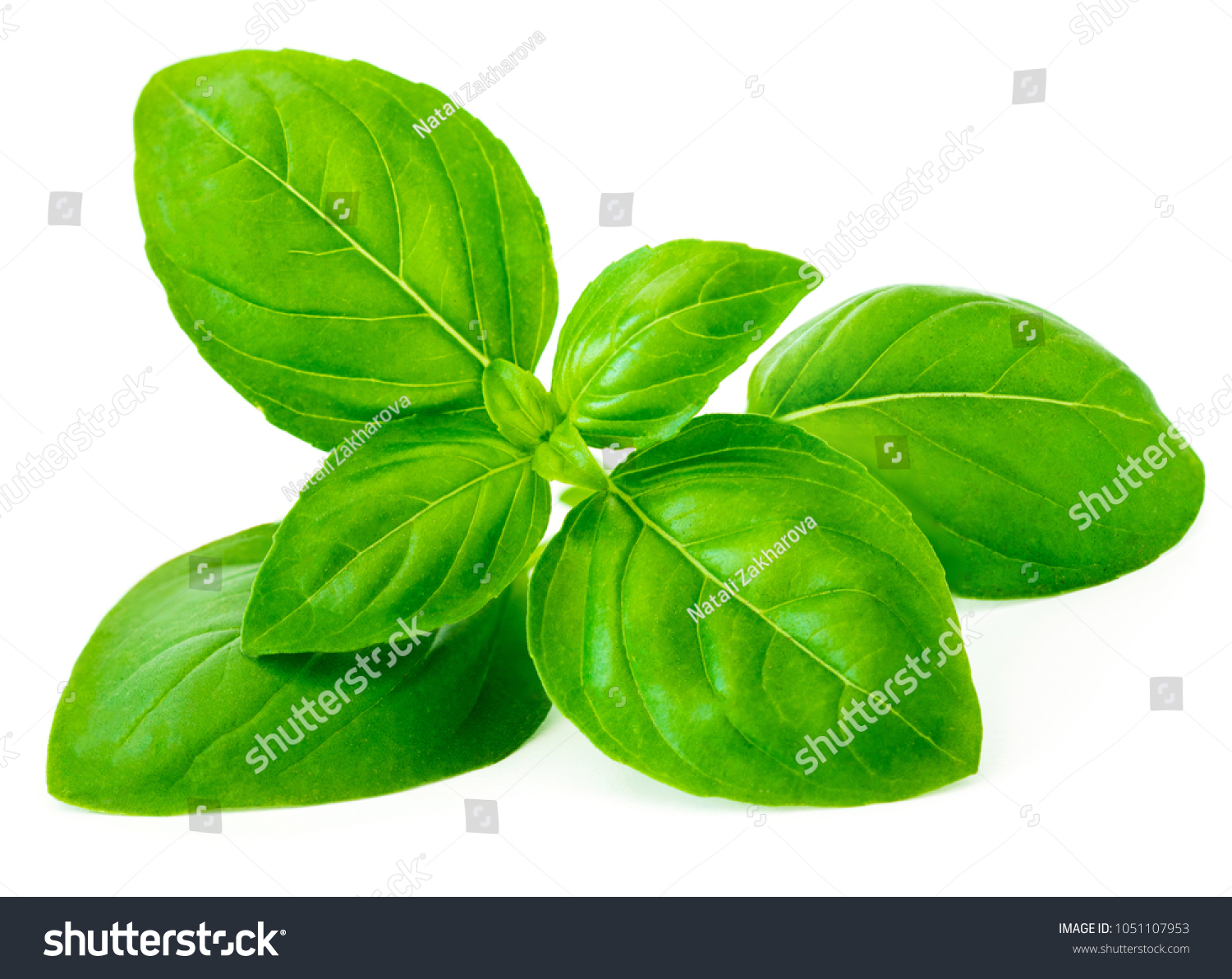 Fresh basil leaf isolated on white background, close up. Basil herb
 #1051107953