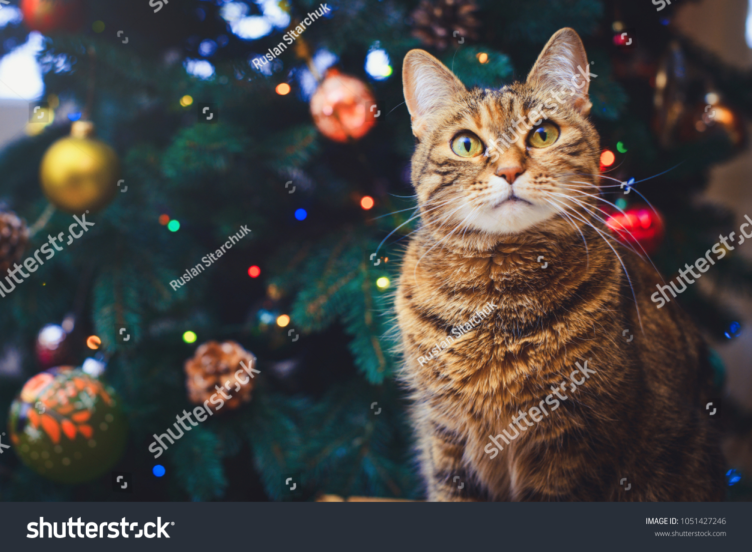 funny cat at home sitting at home Beautiful Christmas background with a new year daccor, Christmas tree with embellishments. Christmas card with a Christmas. #1051427246