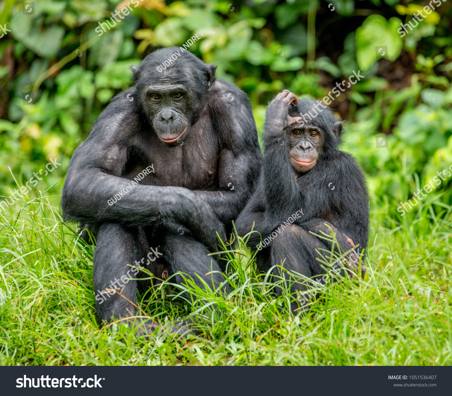 Female bonobo with a baby is sitting on the grass. Democratic Republic of the Congo. Africa. #1051536407
