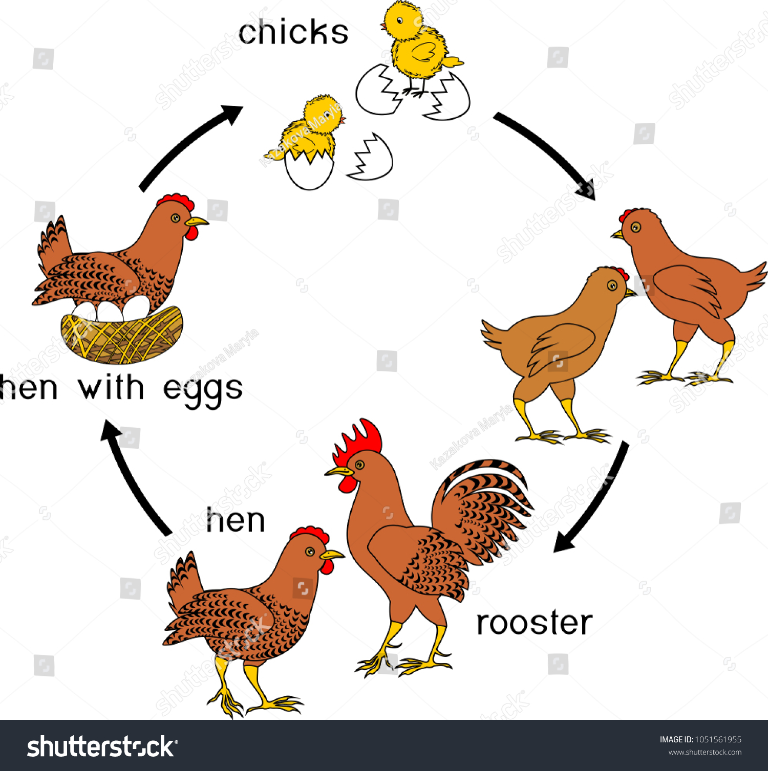 Chicken Life Cycle With Titles Stages Of Royalty Free Stock Vector