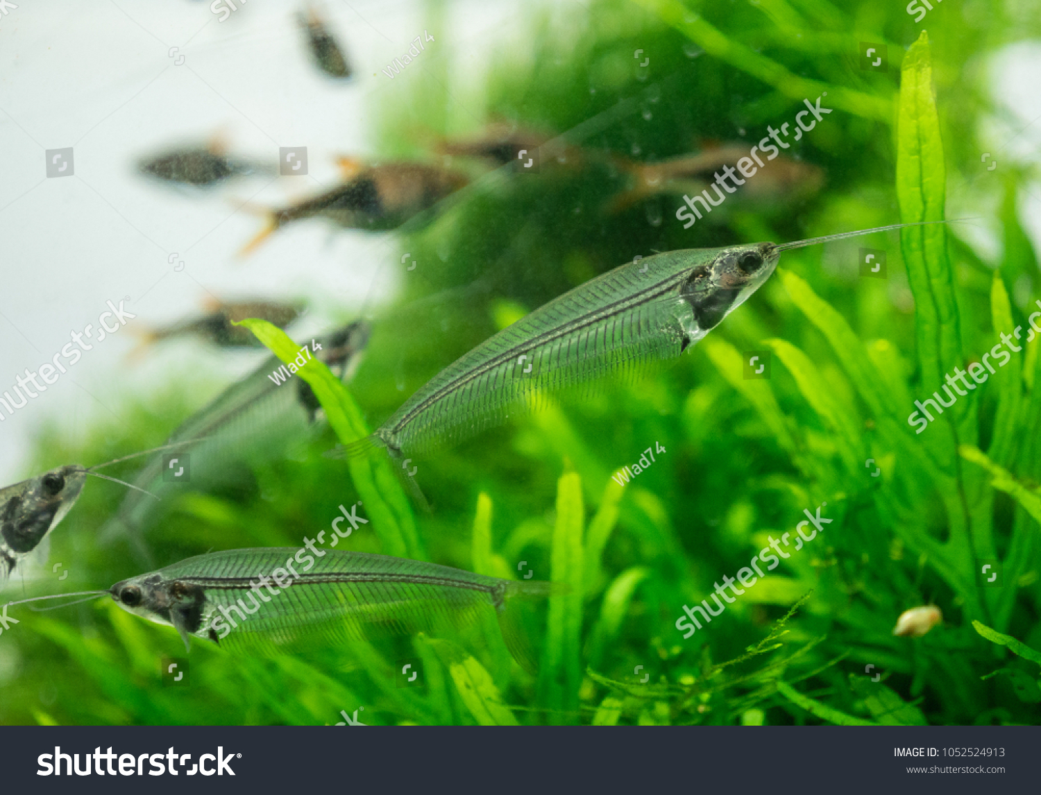 The  asian glass catfish in an aquarium . #1052524913