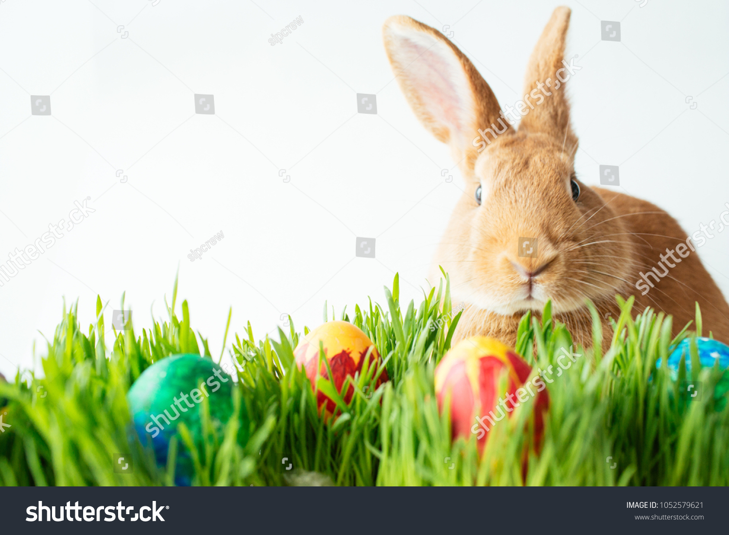 Fluffy easter bunny hunts for colored Easter eggs on green grass on isolated white background #1052579621
