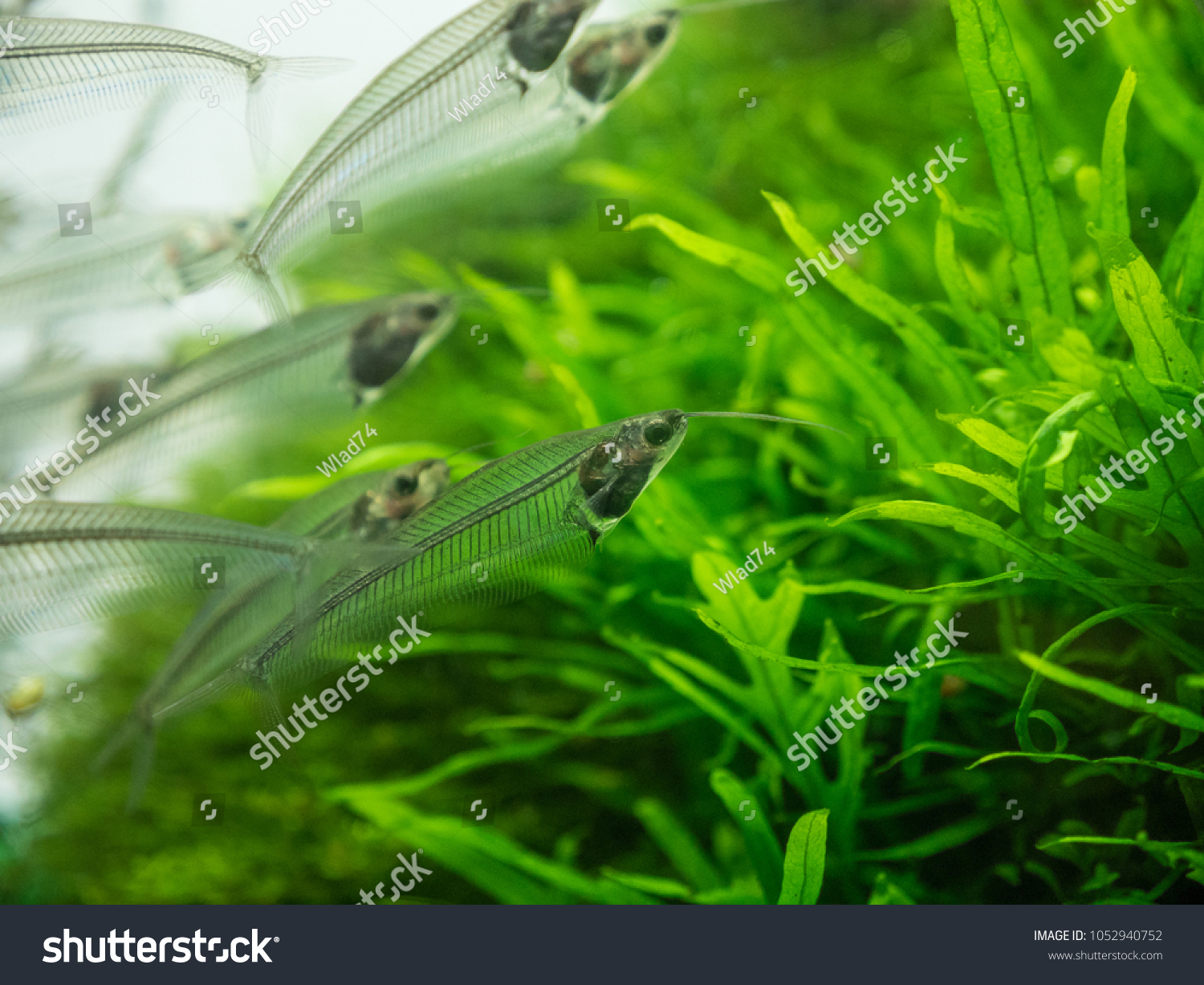 The  asian glass catfish in an aquarium . #1052940752