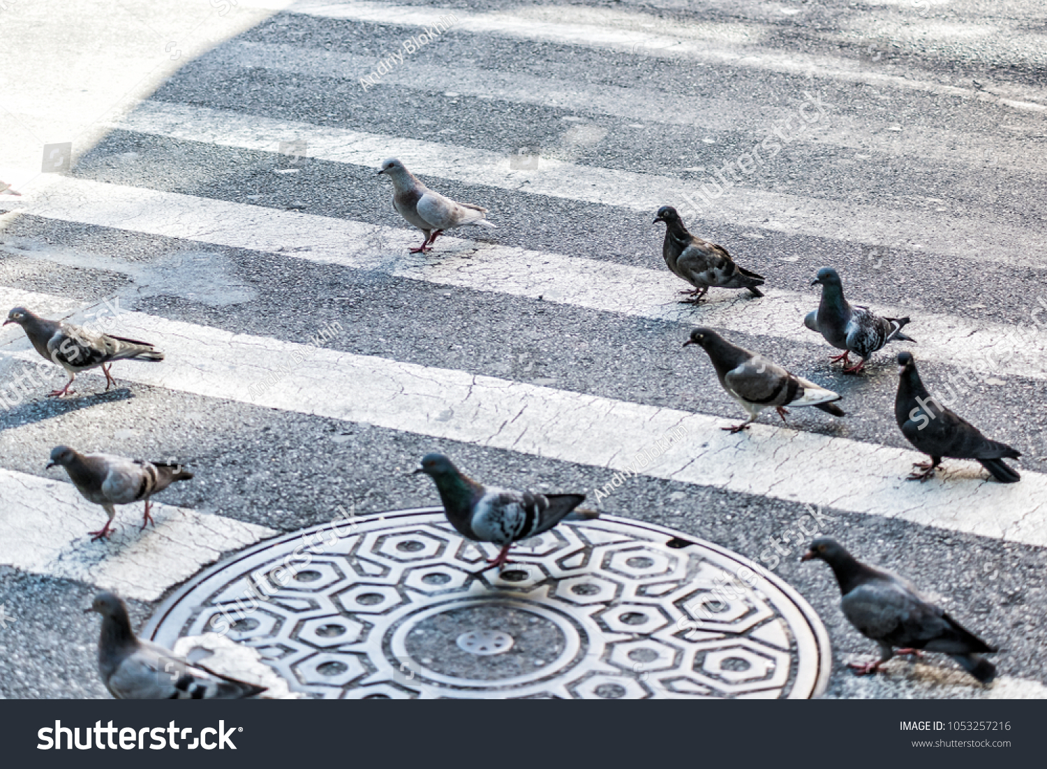 Many pigeon birds flock flying in Midtown Manhattan New York City NYC urban street road, crosswalk, crossing closeup #1053257216
