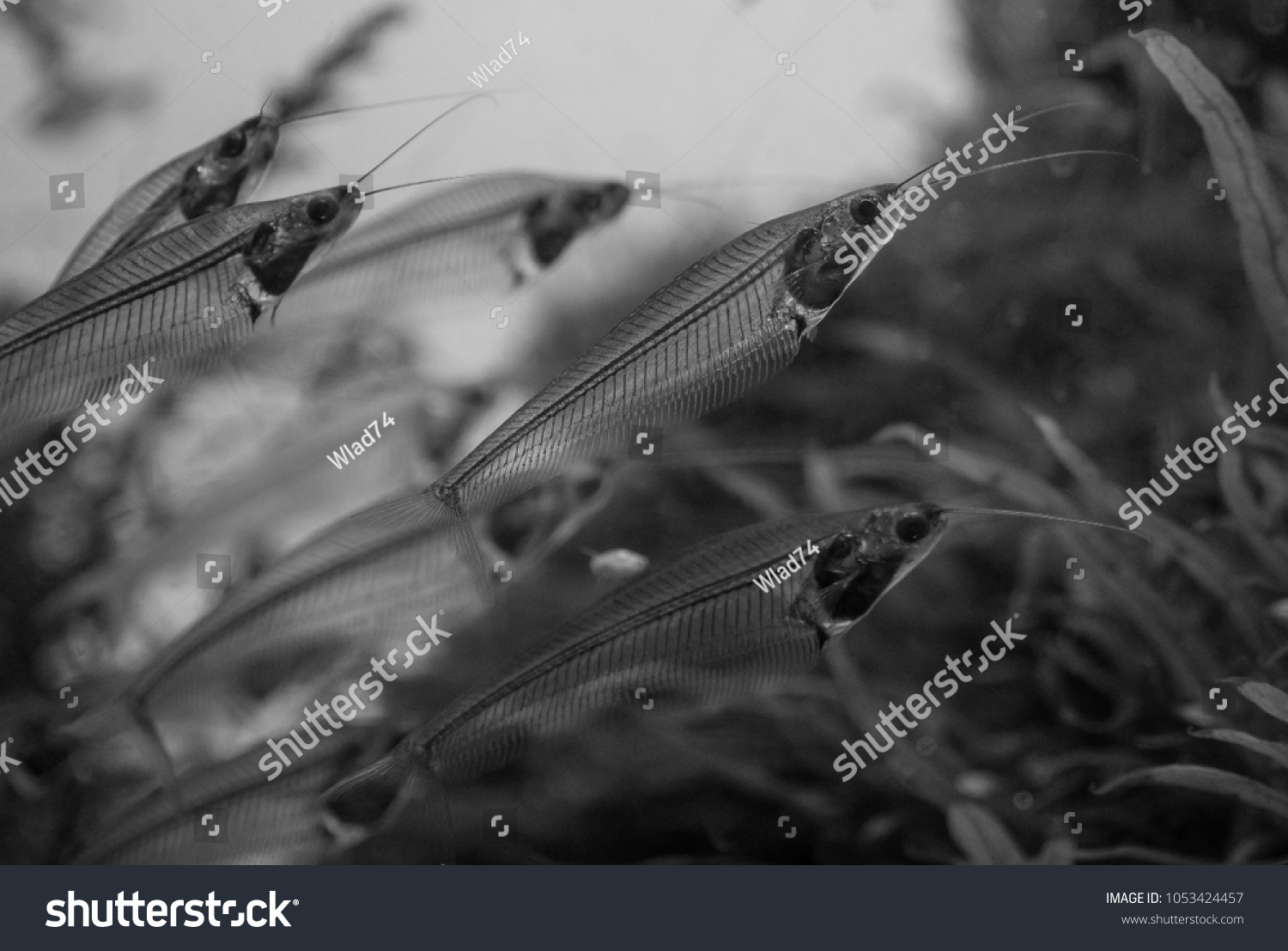 The  asian glass catfish in an aquarium . #1053424457