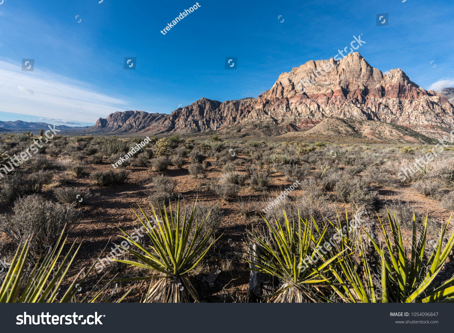 Mojave desert yuccas with Mt Wilson in background at Red Rock Canyon National Conservation Area near Las Vegas Nevada. #1054096847