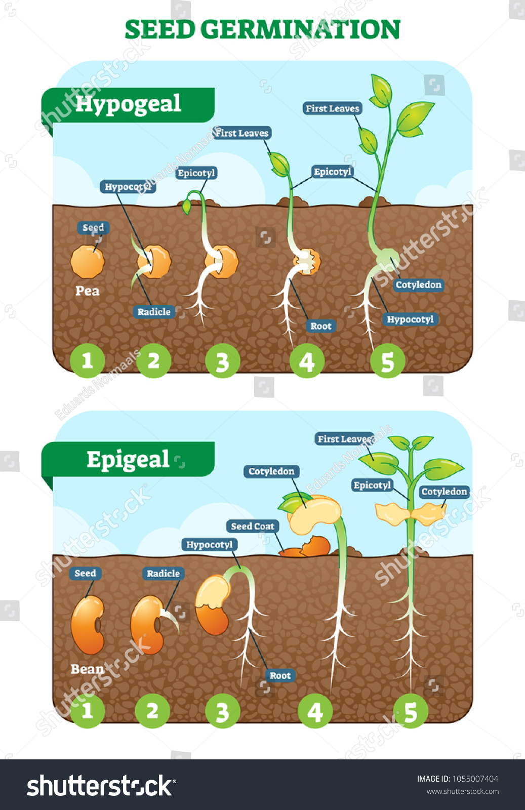 Seed germination cross section vector illustration in stages. Hypogeal and epigeal types. Plant gardening information. #1055007404