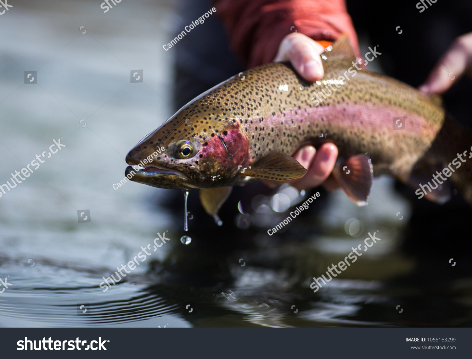 Fishing Rainbow Trout #1055163299