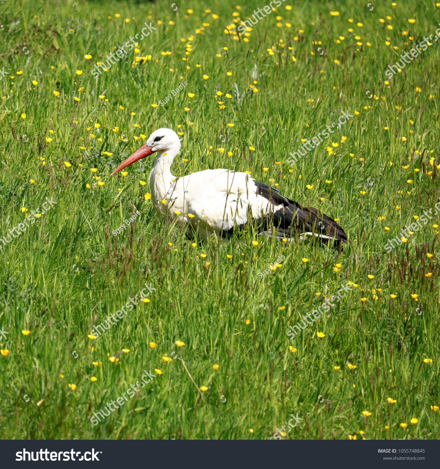 lovely stork in the grass #1055748845