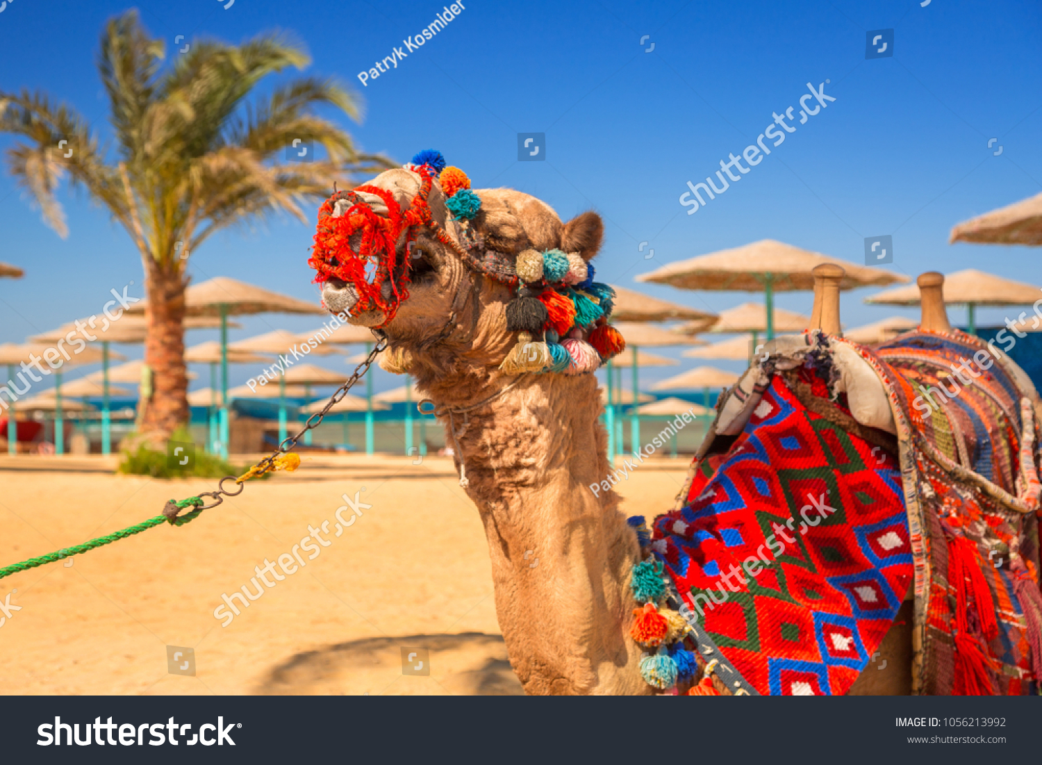 Camel resting in shadow on the beach of Hurghada, Egypt #1056213992