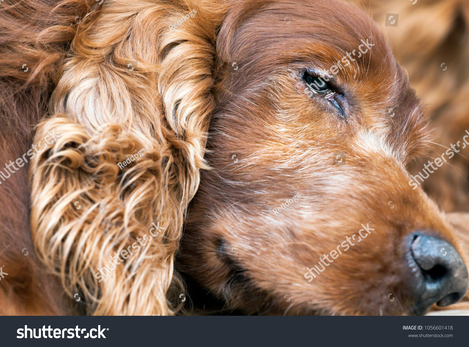  Head of a beautiful old sleepy Irish Setter dog #1056601418