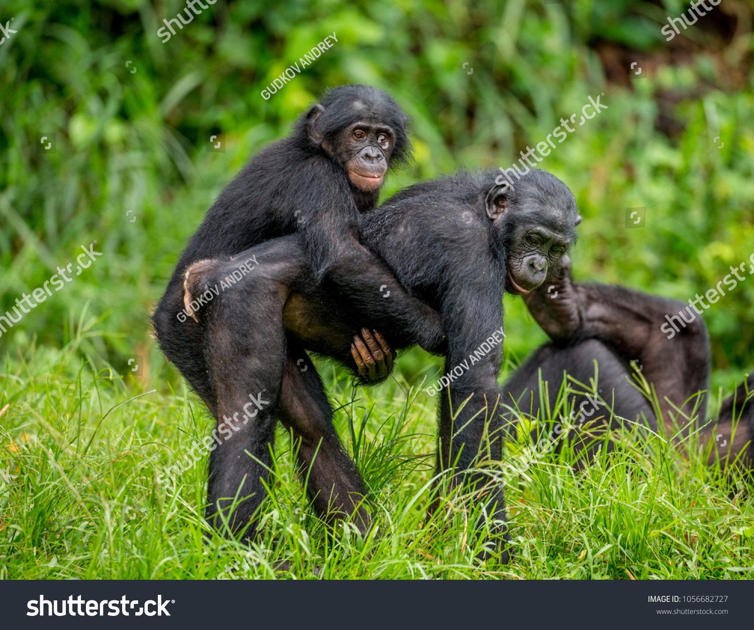 Bonobo mother with a baby on a background of a tropical forest. Democratic Republic of the Congo. Africa. #1056682727