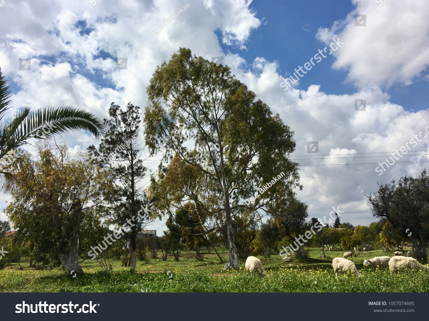 flock of sheep, yearning and goats on spring green grass #1057074695