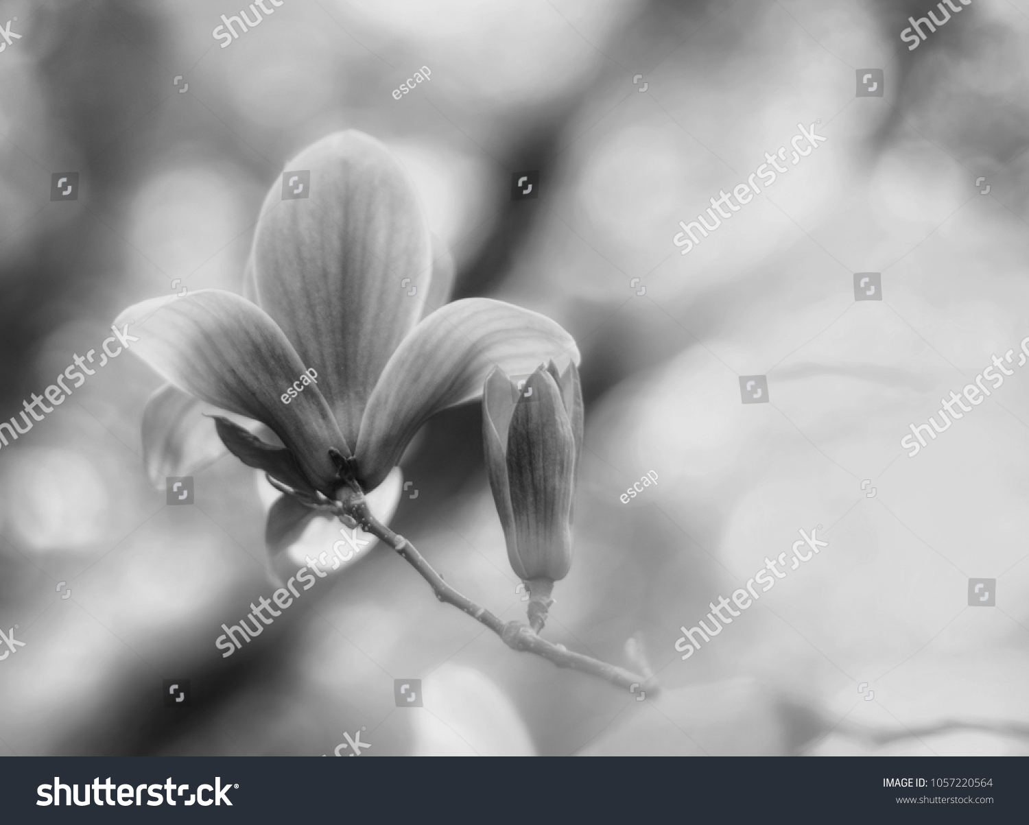 Black and white beautiful close up bloom of magnolia flowers. Blooming magnolia tree in the spring on the light and smooth background. Selective focus.  #1057220564