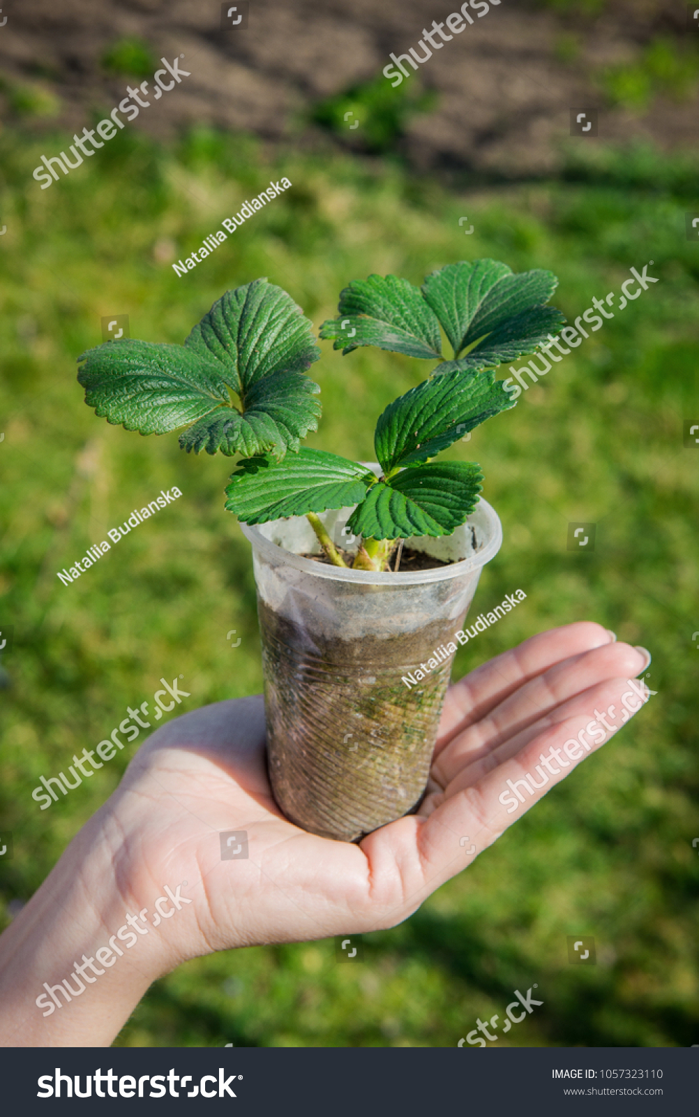 Sprout strawberries in a pot. Pot of strawberry in female hands. Gardening in the spring. Tuber seedling. Young strawberry in human hands #1057323110