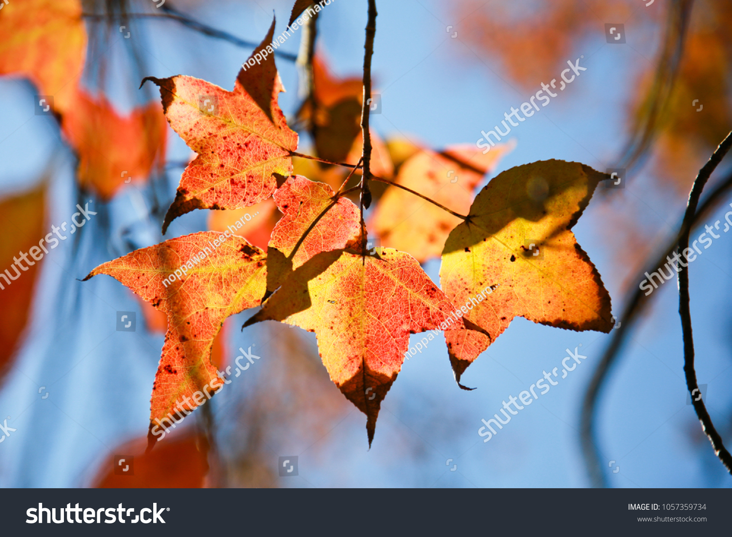 Red maple leaves, green leaves and yellow leaves. #1057359734