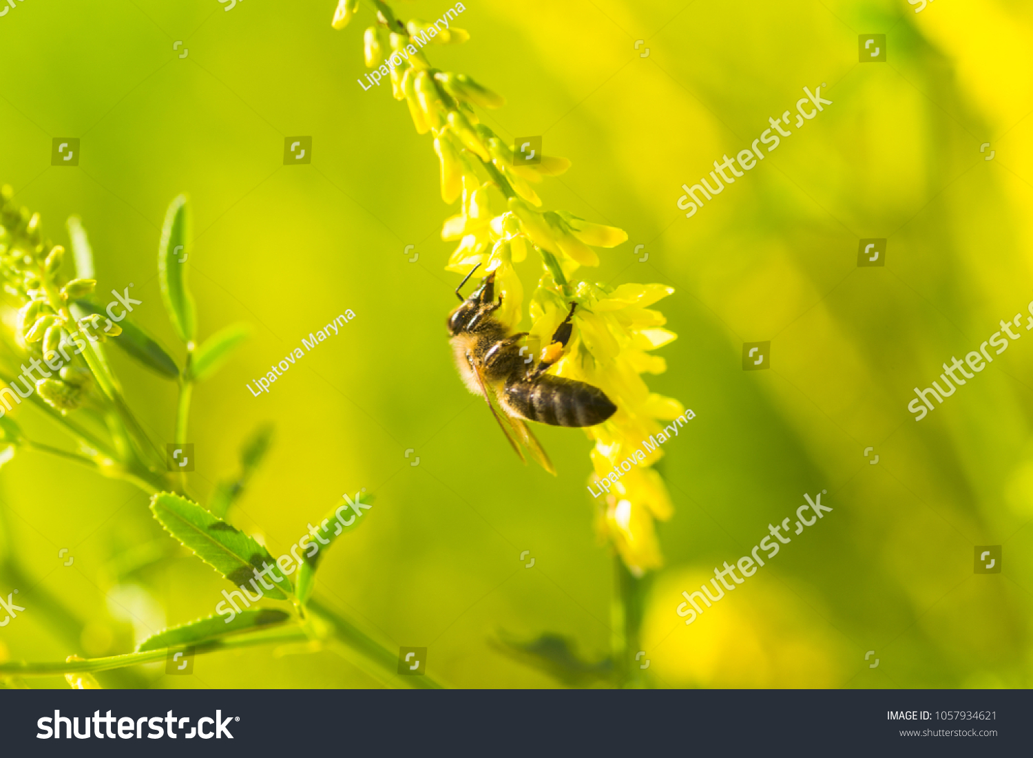 honey-laiden bee with the yellow pollen on foot collects the nectar from the flower Melilotus officinalis, yellow sweet clover, yellow melilot, ribbed melilot, common melilot #1057934621