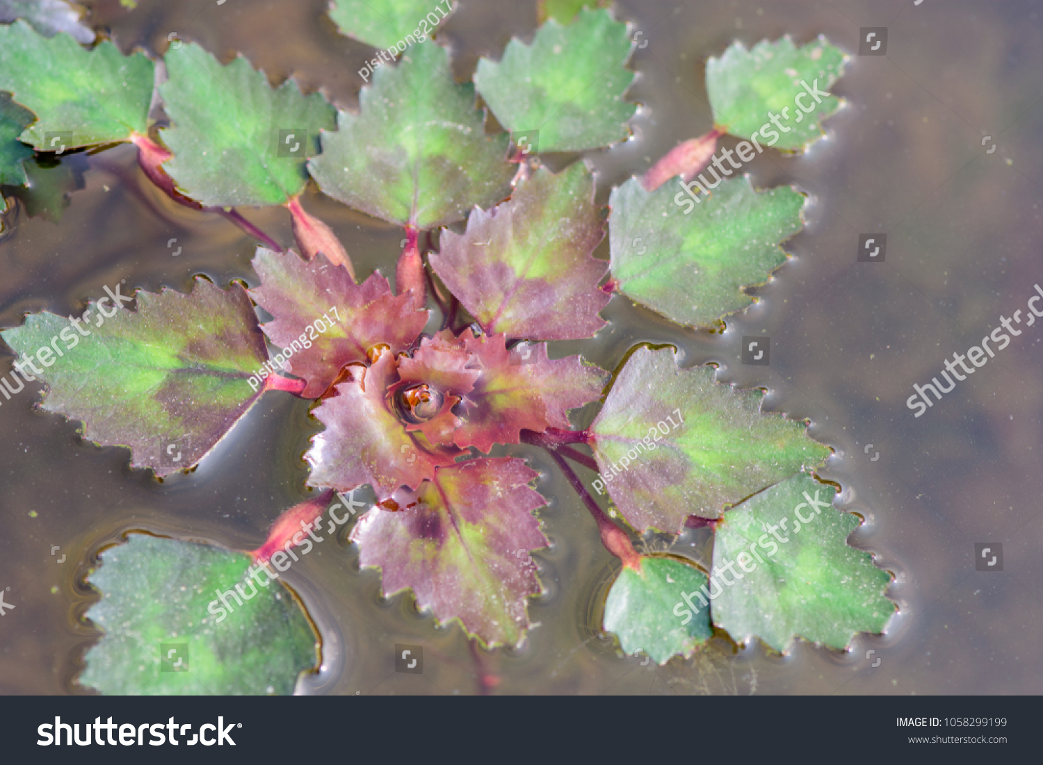 Trapa natans ; Floating plants have underwater leaves, like roots. The leaves on surface water is rhombus shaped, green-reddish. Leaf petioles, and also puffy part are light brown. #1058299199