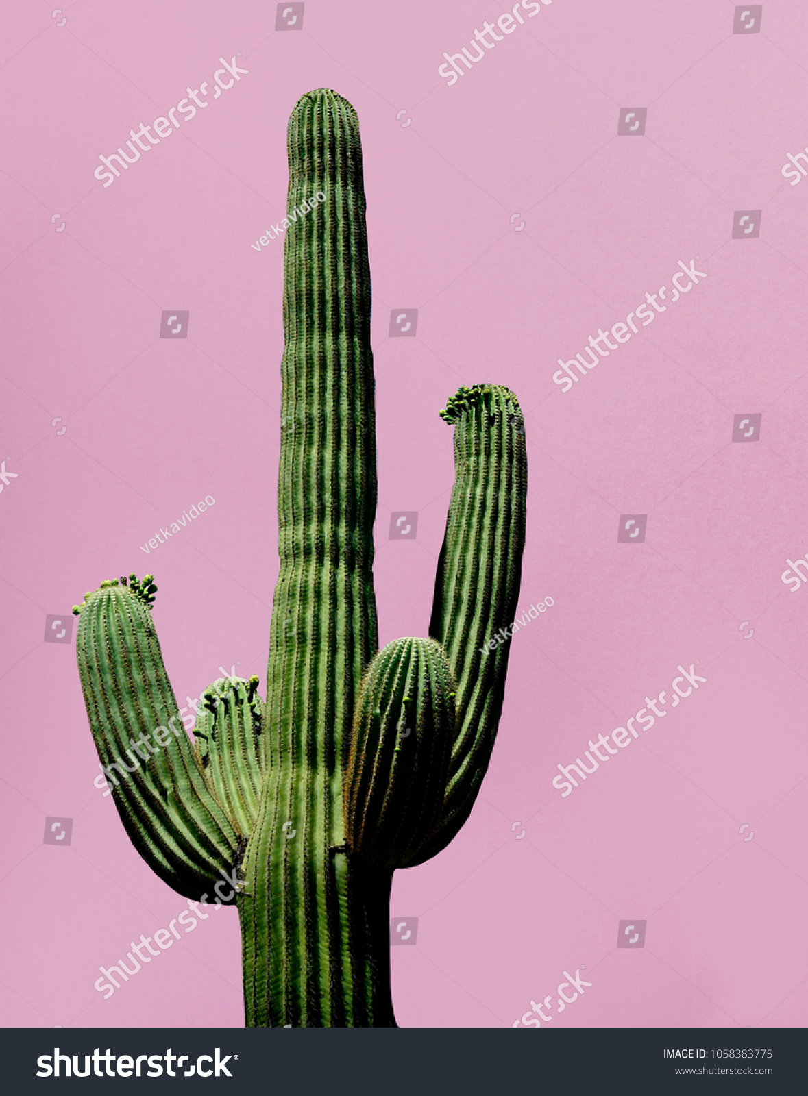 Cactus on the pink background 
Minimal creative stillife #1058383775