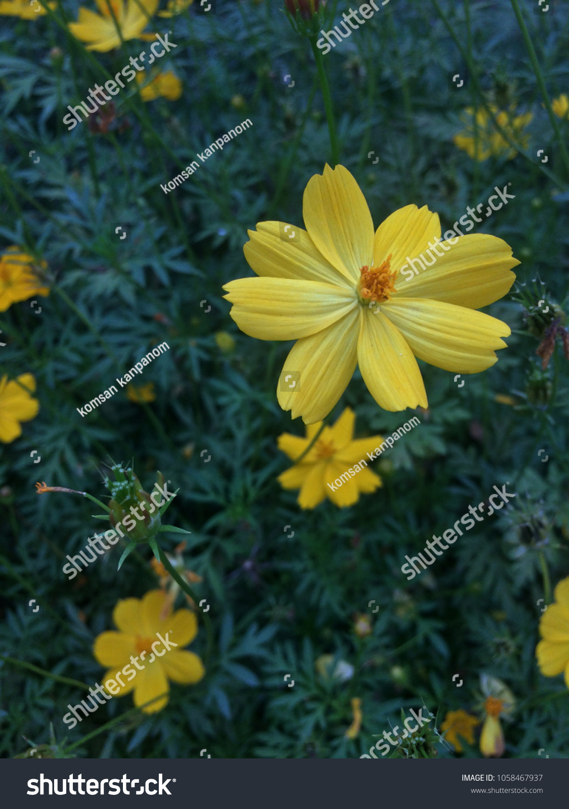 Mexican Marigold (Tagetes lemmonii) also known as Lemmon’s Marigold or Copper Canyon Daisy #1058467937