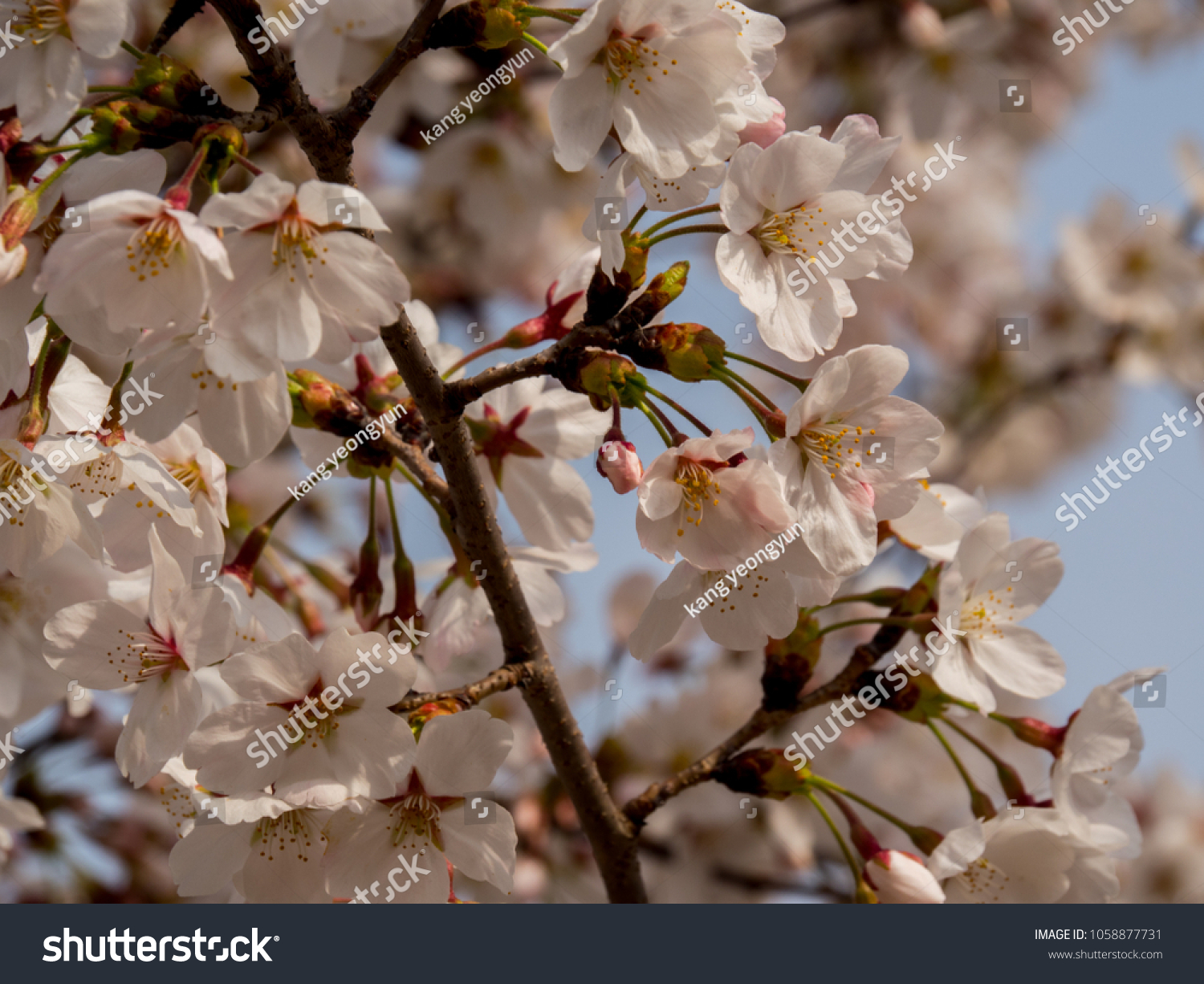 Korea Cherry blossoms blooming in spring #1058877731