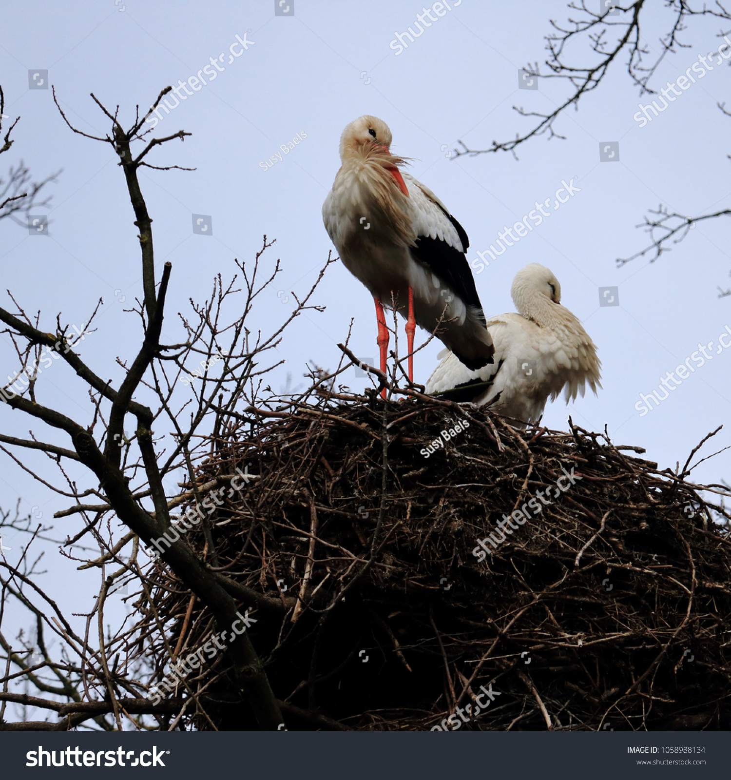 storks on a nest #1058988134