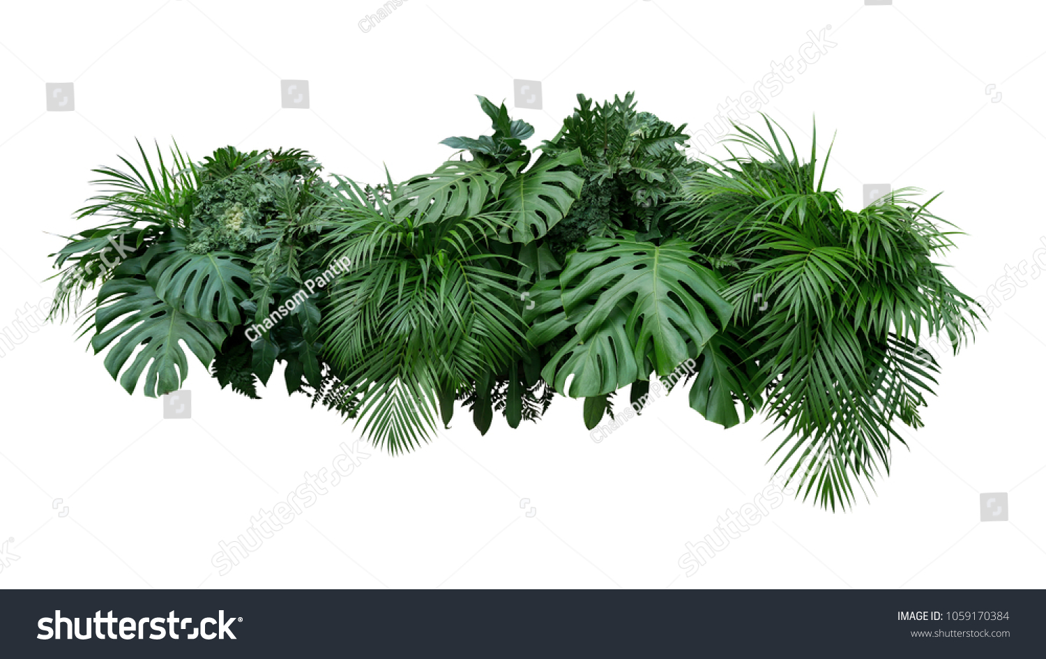 Tropical leaves foliage plant bush floral arrangement nature backdrop isolated on white background, clipping path included. #1059170384