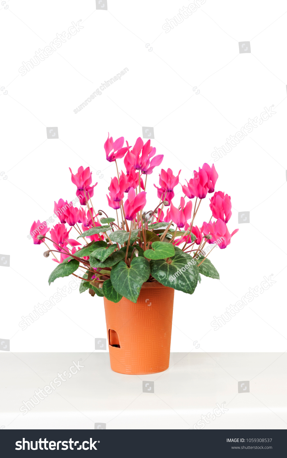 pink flower in pot on table #1059308537