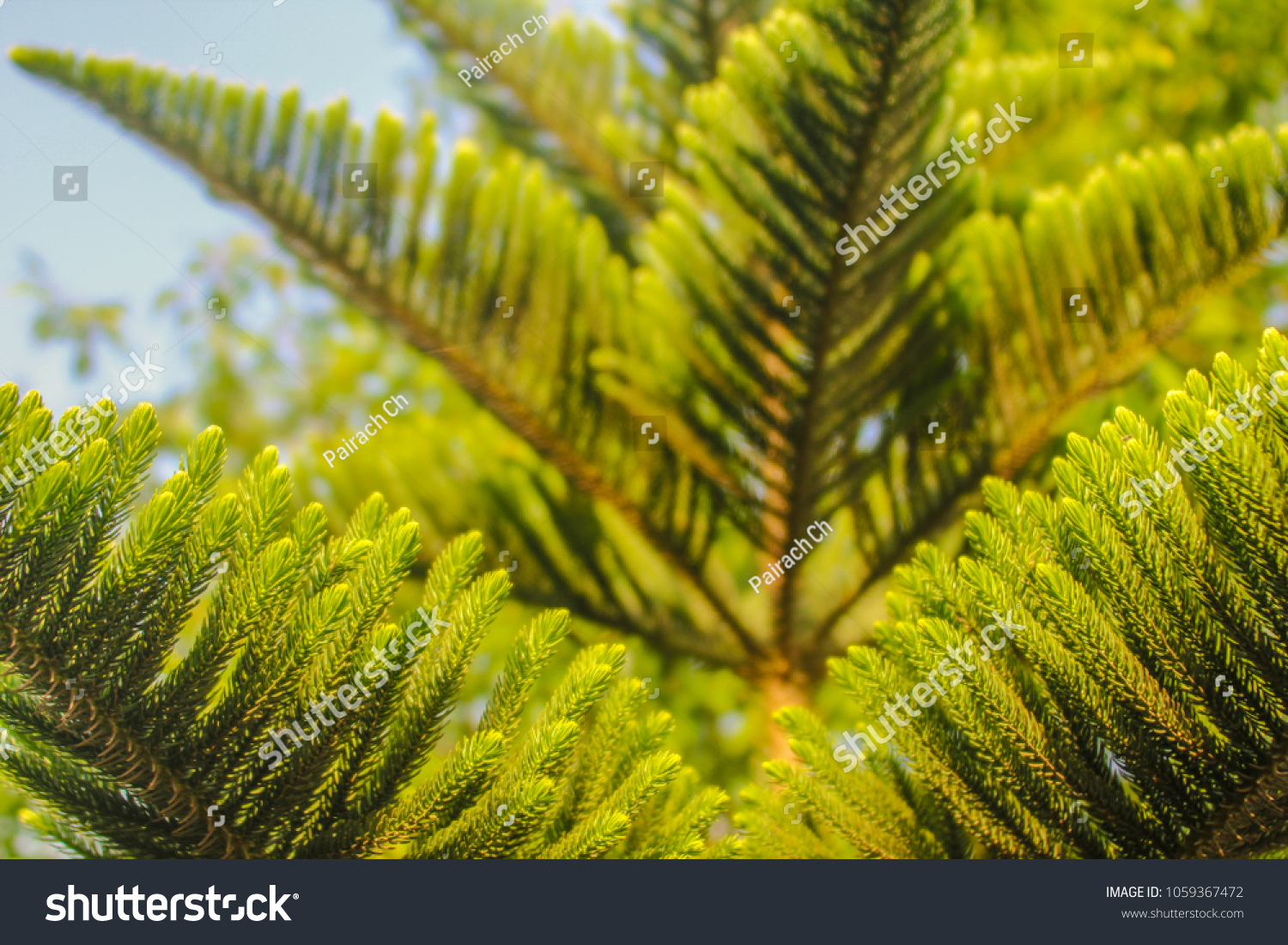 texture of Abies grandis (grand fir, giant fir, lowland white fir, great silver fir) in layers from near to far #1059367472